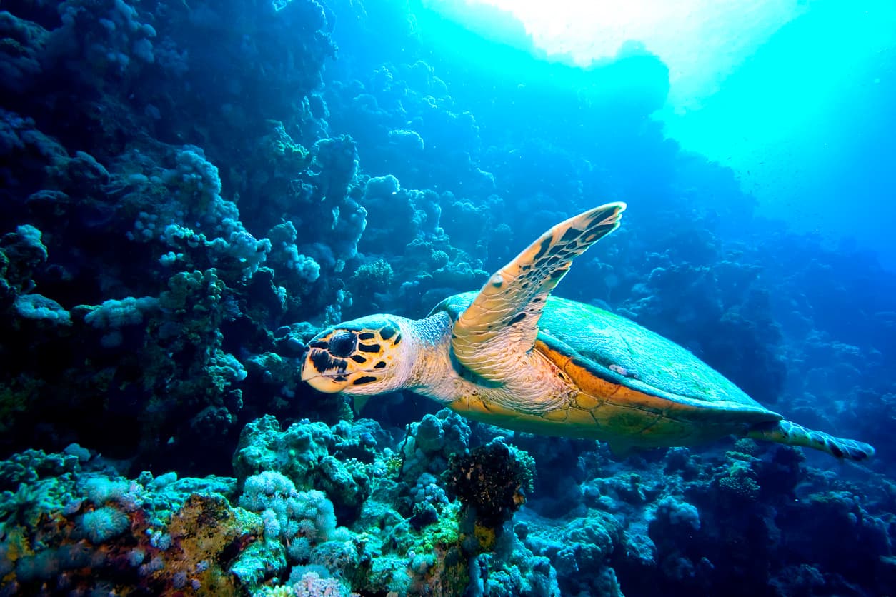 Best Snorkeling Sites in Red Sea Best Snorkeling Sites in Red Sea