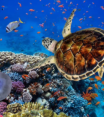 Red Sea